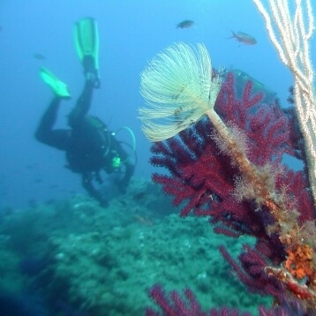 Plongée sous-marine à Giens